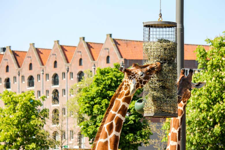 Centenares de judíos se escondieron en el zoo Artis