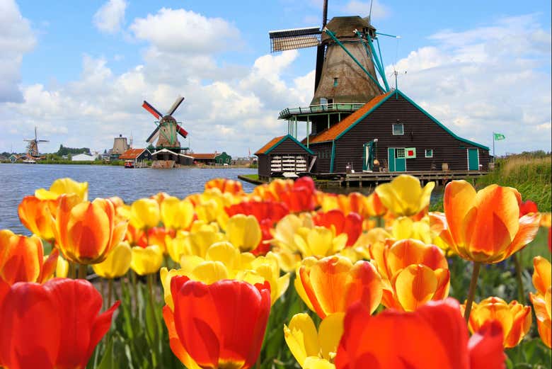 Tulipanes y molinos de Zaanse Schans
