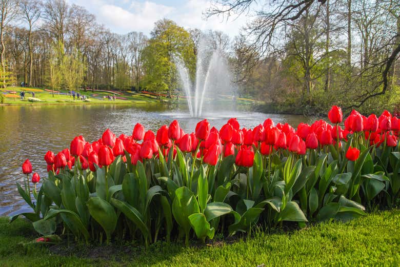 Tulipanes rojos en el parque Keukenhof