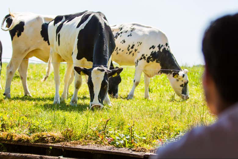 Contemplando a simpáticas vacas pastar