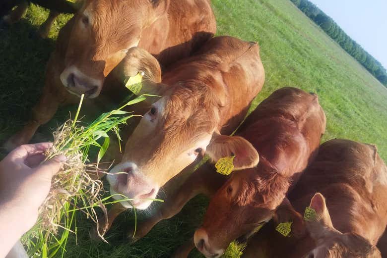 Dándole comida a las tiernas vacas