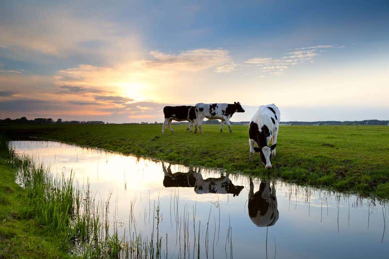 Vacas en los Pólders