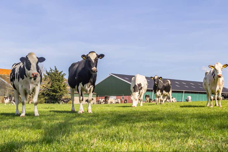 Veremos simpáticas vacas