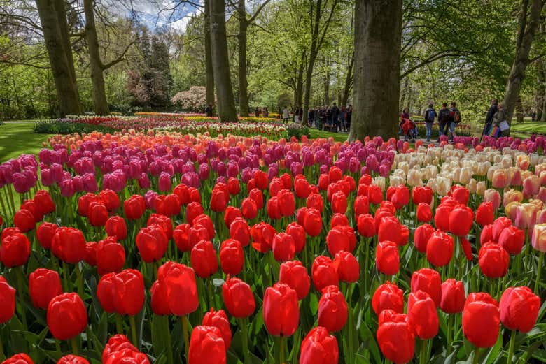 You'll love the vibrant colours of the tulips here