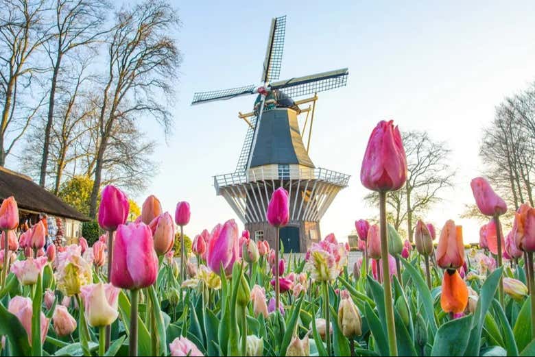 Paysage de Keukenhof