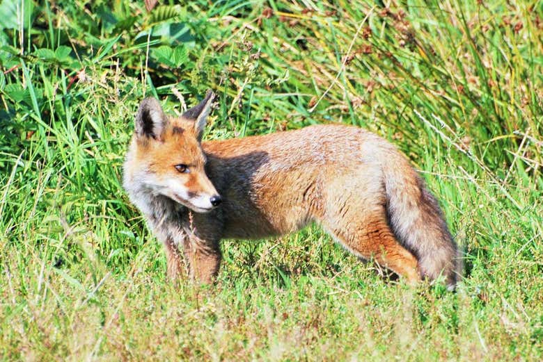 Raposa em De Hoge Veluwe