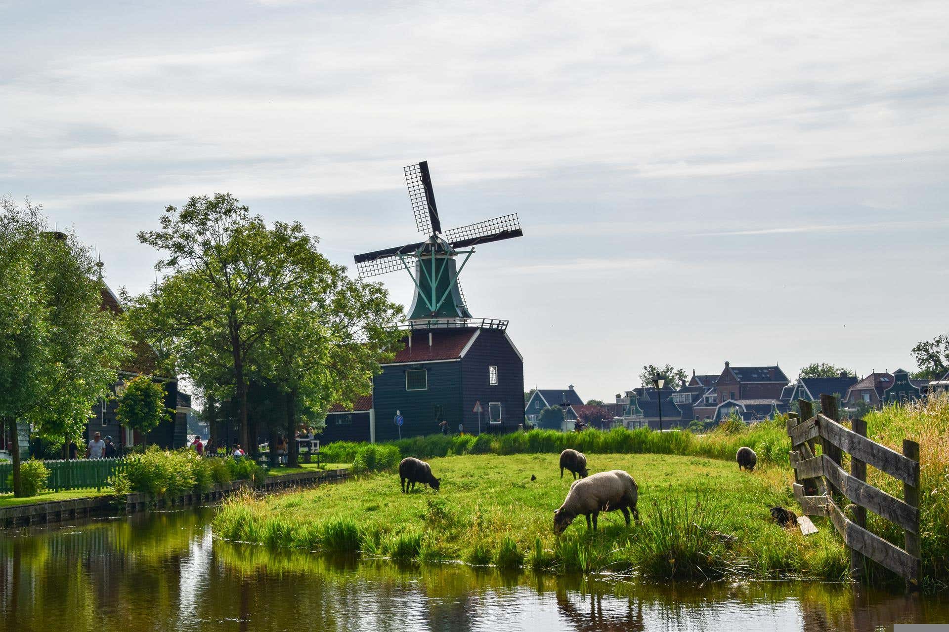 Escursione a Haarlem, Zaanse Schans e Volendam
