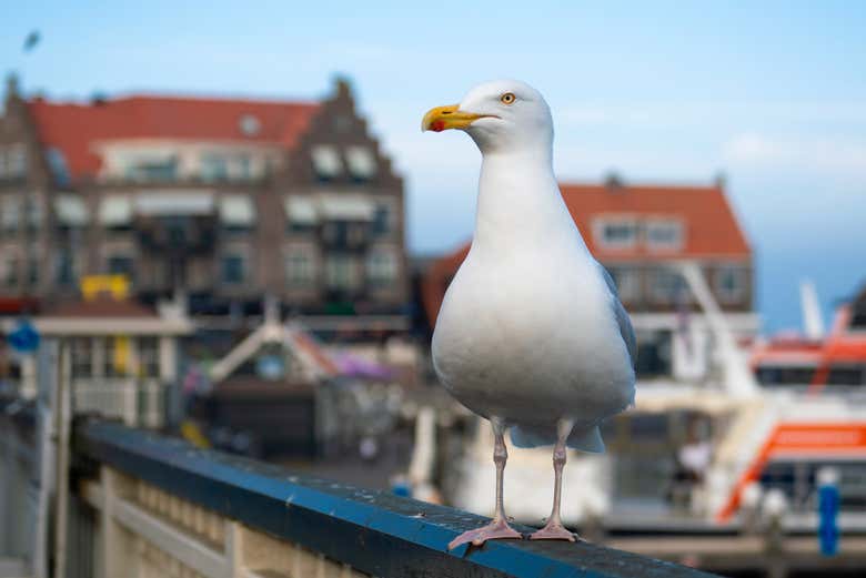 Una gaviota en el puerto de Volendam