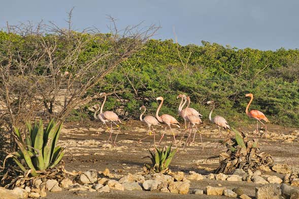 Avistamento de flamingos + Snorkel em Bonaire