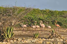 Avvistamento di fenicotteri + Snorkeling a Bonaire
