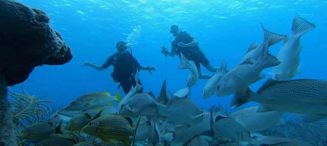 Immersione per principianti a Bonaire