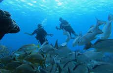 Immersione per principianti a Bonaire