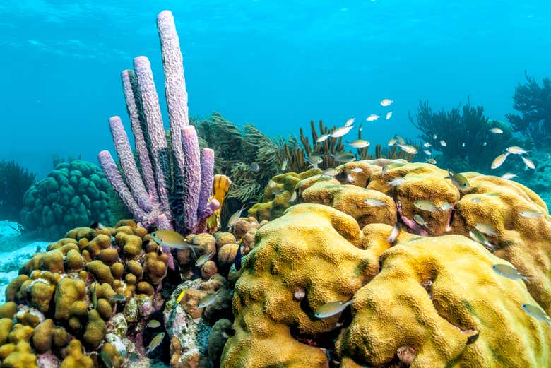 Admiring the Caribbean coral reefs