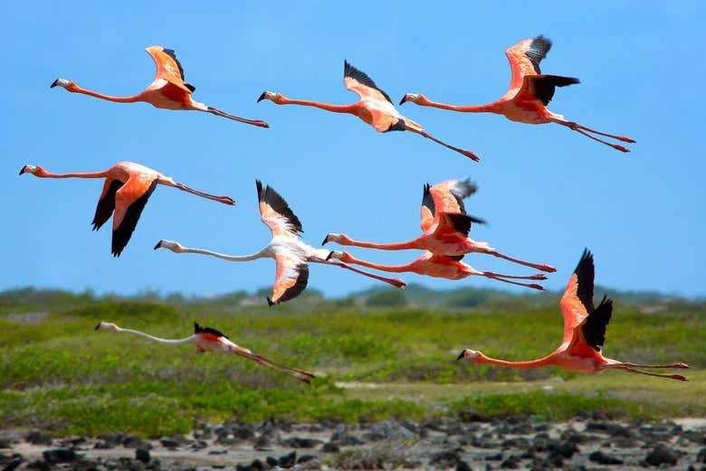 Fenicotteri in volo