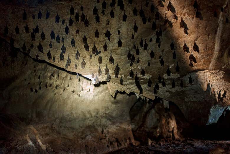 Vous découvrirez des colonies de chauves-souris