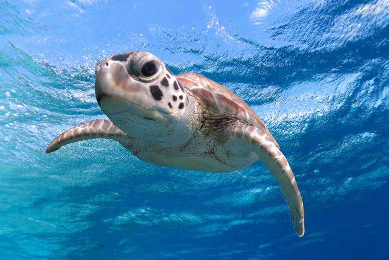 La tortuga marina curiosa en las costas de Bonaire