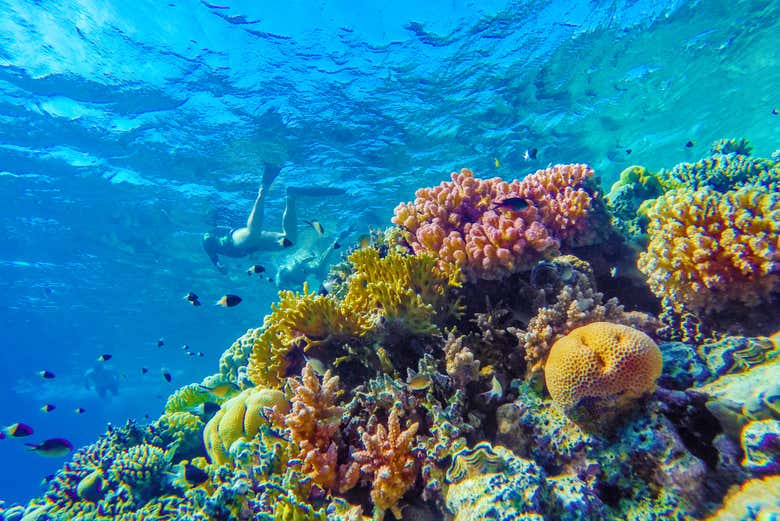 Buceando junto a los arrecifes de coral de Bonaire
