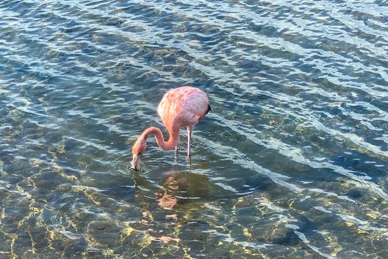 Osserveremo diverse specie animali durante il tour