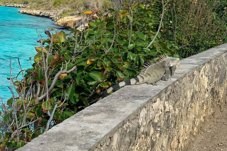 Uma iguana sobre um dos muros de Bonaire