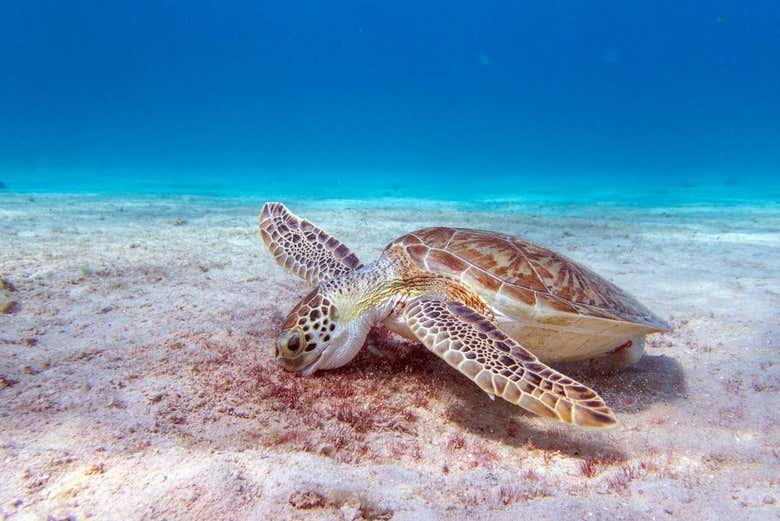 Contemplaremos as tartarugas marinhas de Bonaire