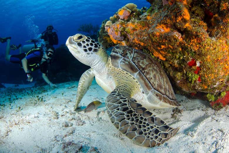 La fauna marina di Bonaire