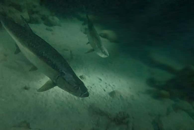 Los peces tarpones en la noche