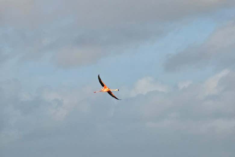 Um flamingo sobrevoando o céu de Bonaire