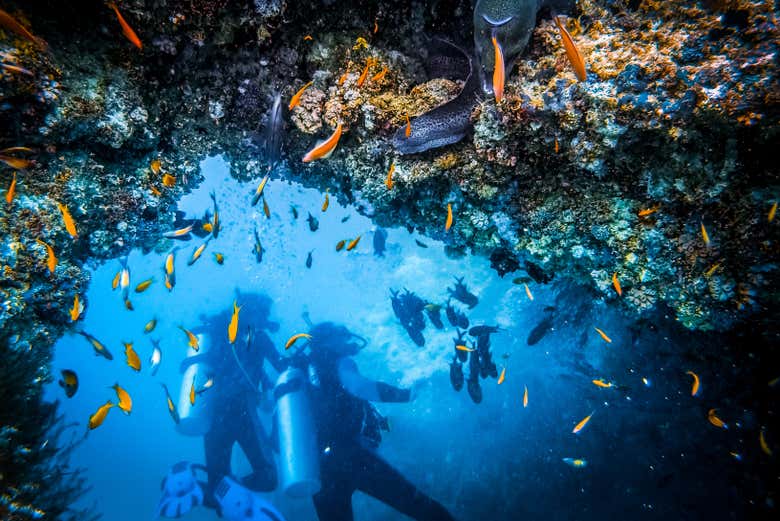 La vita marina di Bonaire