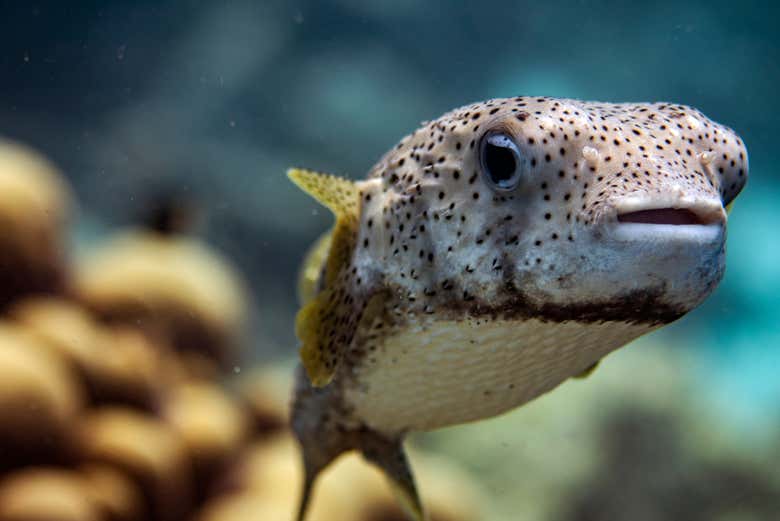 A pufferfish