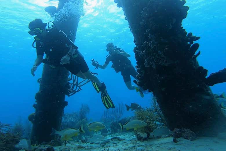 ¡Os encantará lo que veréis en las profundidades de Bonaire!