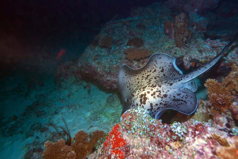 Un mondo marino noturno affascinante