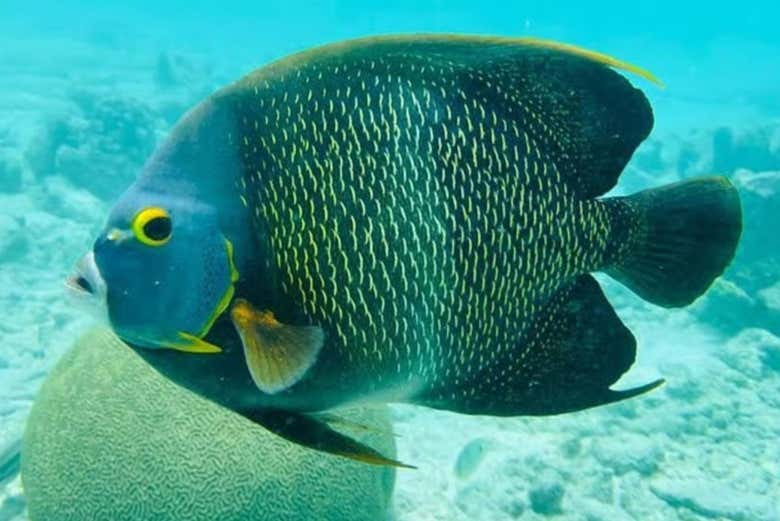 Bonaire alberga numerosas especies de peces tropicales