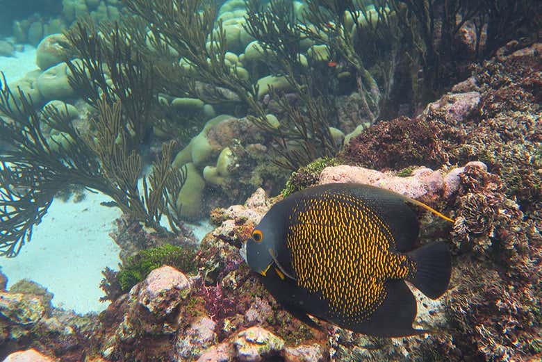 Un pesce nero e giallo nei fondali marini della zona