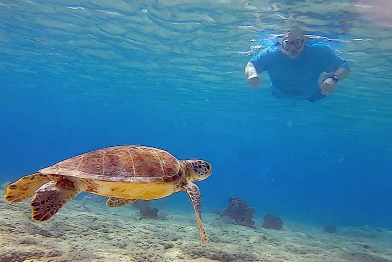 Avistando tartarugas durante o snorkel