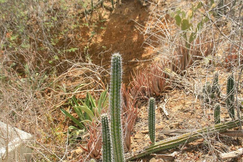 Veremos a diversidade de vegetação de Bonaire