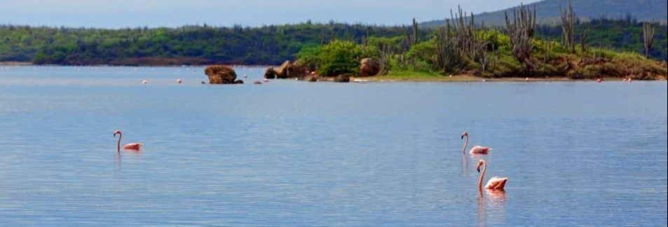 Visitas guiadas y free tours en Kralendijk