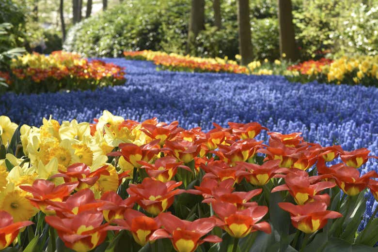 I tulipani di Keukenhof