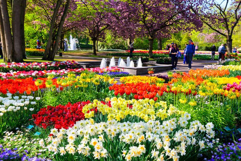 The famous tulips of Keukenhof