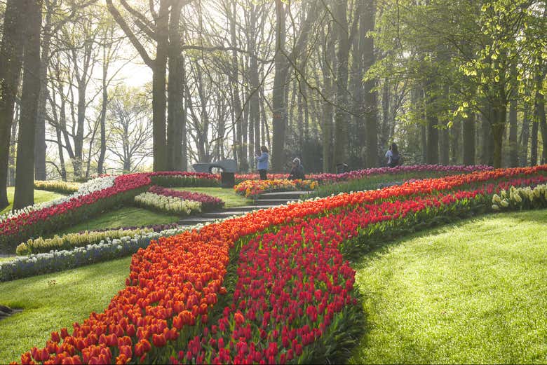 Vous verrez jusqu'à 7 millions de fleurs