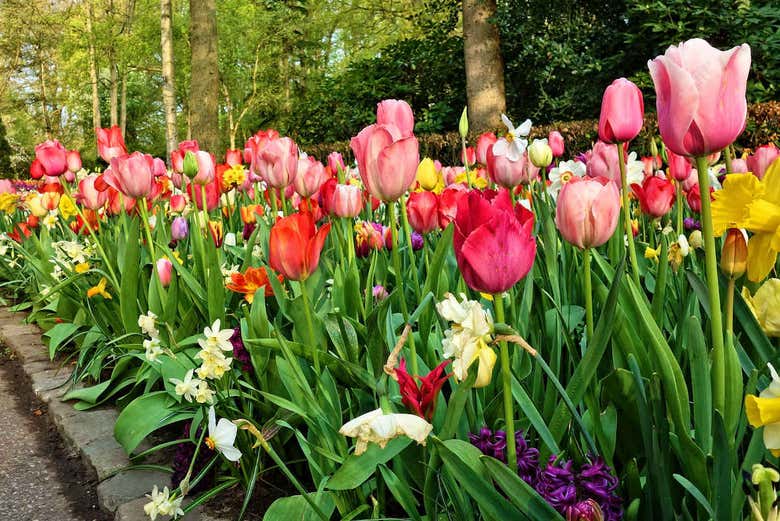 Tulipas do Keukenhof