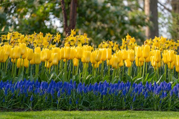 Giro in barca a Lisse + Biglietto per Keukenhof