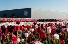 Billet pour Tulip Experience Amsterdam