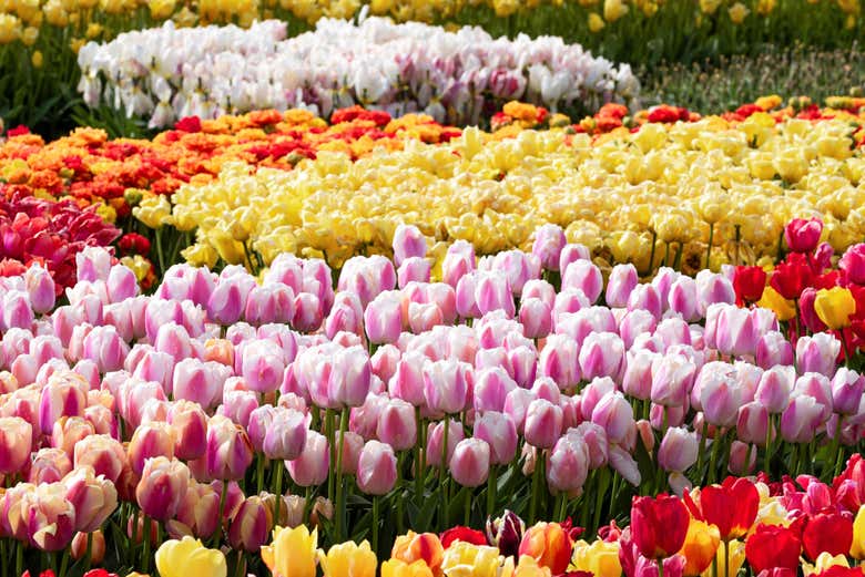 Il campo fiorito di Tulip Experience Amsterdam