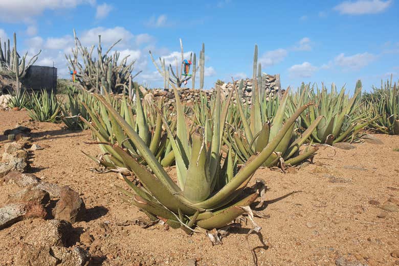 Las plantaciones de aloe vera en Laguna Española