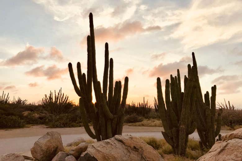 Deserto de Aruba