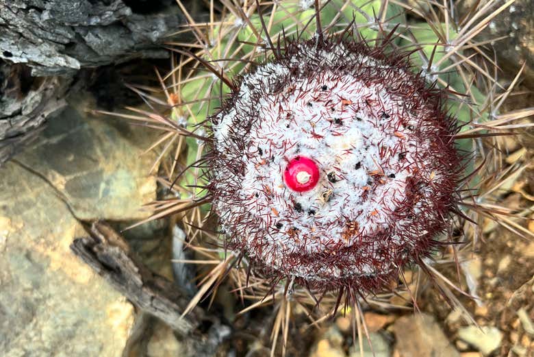 Un tipico cactus di Arikok