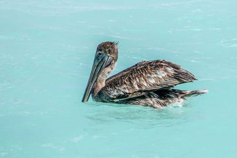 Fauna de Aruba