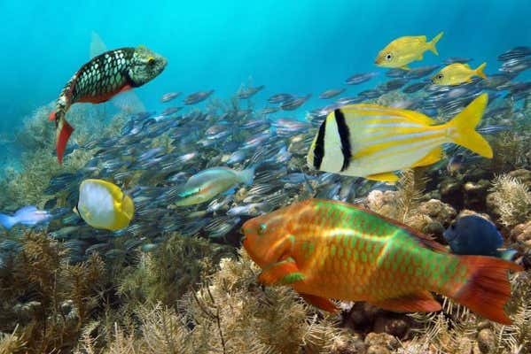 Practicando snorkel en el sur de Aruba