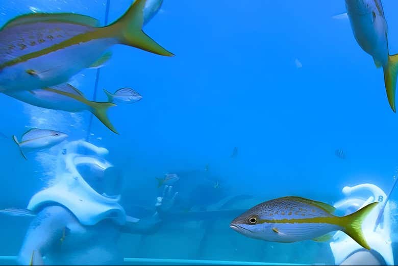 Contemplando exóticos peces 