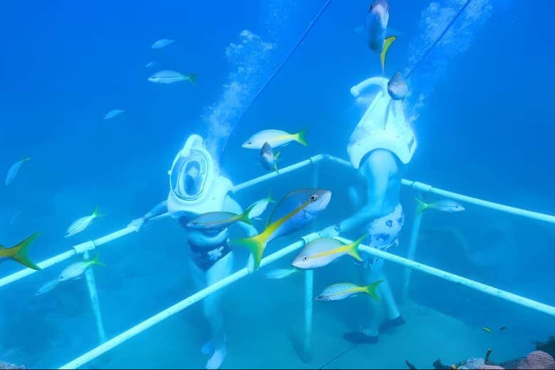 Un recorrido entre exuberante vida marina